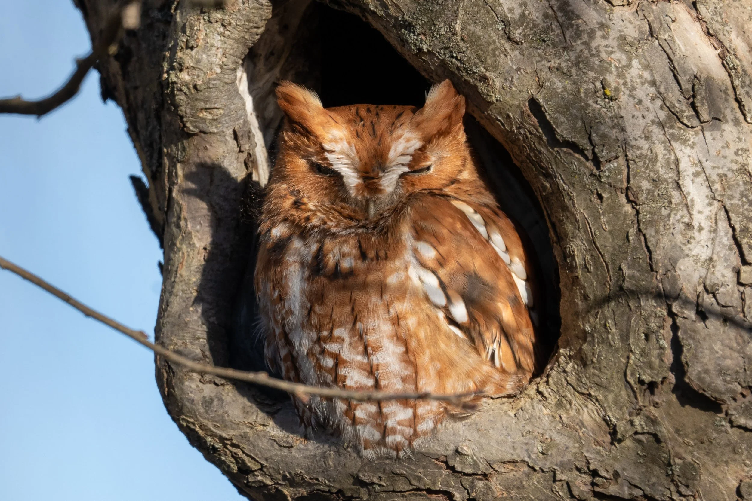 Hootin' in the Holler: Owls of the Blue Ridge — Blue Ridge